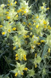 Rattles Prints: Greater Yellow Rattle