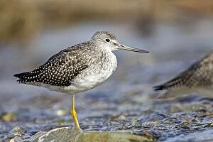 Images Dated 24th August 2011: Greater Yellowlegs