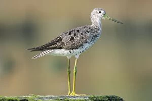 Images Dated 4th September 2004: Greater Yellowlegs