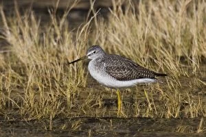 Images Dated 6th November 2006: Greater Yellowlegs