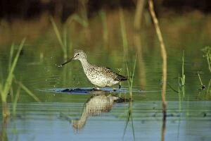 Greater Yellowlegs - using small, shallow pond during spring migration stopover