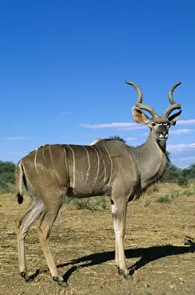 Greatet Kudu WAT 6340 Africa Tragelaphus strepsiceros © M. Watson / ARDEA LONDON