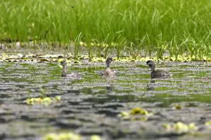Least Grebe - on Lake Sandoval Peru