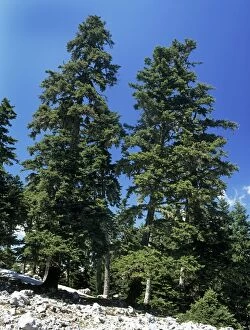 Images Dated 23rd March 2011: Greek Fir Tree - at high altitude on Mount Parnassus - Greece