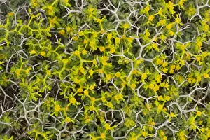 Spine Prints: Greek spiny spurge (Euphorbia acanthothamnos), Crete