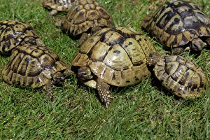 Images Dated 3rd July 2005: Greek Tortoise-Sunbathing National Park Neusiedlersee, Austria