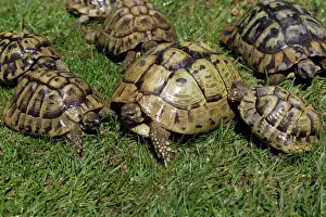 Austria Prints: Greek Tortoise-Sunbathing National Park Neusiedlersee, Austria