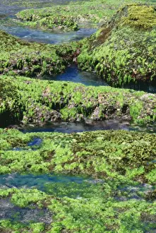 Algae Prints: Green Algae / Sea Lettuce JPF 9568 On rocky shore exposed at low tide
