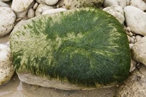 Images Dated 9th April 2008: Green algua - Green algua on a pebble