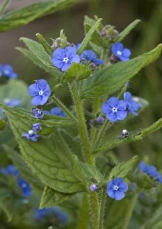 Images Dated 3rd May 2005: Green alkanet. Naturalised in UK, from S. Europe