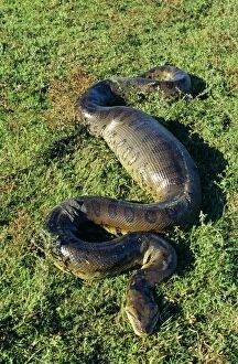 Images Dated 5th February 2014: Green ANACONDA - 4.5 metre individual having swallowed