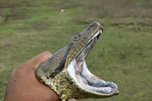 Catching Gallery: Green ANACONDA - close-up of head, open mouth