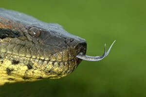 Green ANACONDA - close-up of head, showing tongue