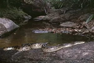 Trunk Prints: Green Anaconda - in creek Amazonas, Venezuela