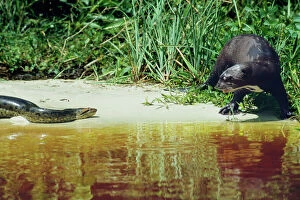 Predators And Prey Gallery: Green ANACONDA & Giant Otter (Pteronura brasiliensis)