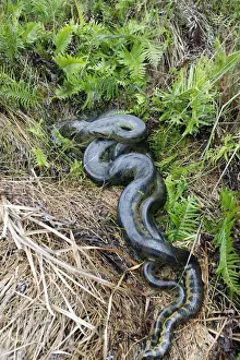 Venezuela Prints: Green Anaconda - mating, with 3 males, not all visible Llanos, Venezuela
