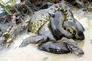 Images Dated 19th April 2004: Green Anaconda - mating, with 3 males, not all visible Llanos, Venezuela