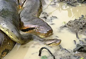 Large Prints: Green Anaconda - mating, with 3 males, not all visible, shows sexual dimorphism