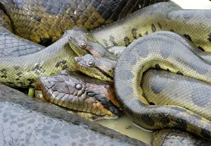 Green Anaconda - mating, with 3 males, not all visible Llanos, Venezuela