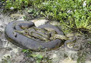 Green Anaconda - mating, with 3 males, not all visible Llanos, Venezuela