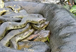 Green ANACONDA - mating, with 3 males