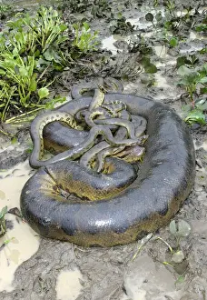 Green Anaconda - mating, with 3 males Llanos, Venezuela
