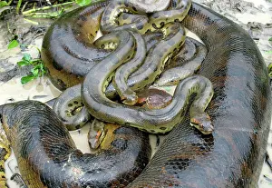 Size Prints: Green Anaconda - mating, with 3 males Llanos, Venezuela