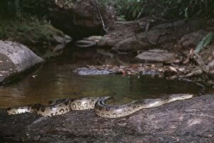 Green Anaconda snake - in creek