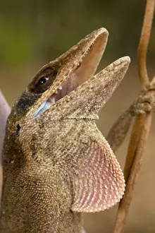 Anole Prints: Green Anole - Defensive posture - Coloration varies from green to mottled green