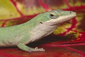 Green Anole - on red leaves