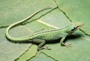Anole Prints: Green Anole South East USA