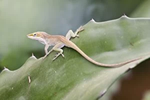 Images Dated 28th March 2008: Green Anole - a tree-dwelling lizard. South Texas