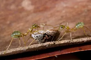 Images Dated 27th August 2008: Green Ant - two individuals try to carry off a relatively big and heavy shell of a beetle