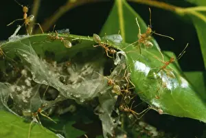 Nest Building Prints: Green Ants - building nest Rainforest Australia