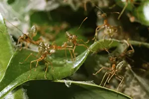 Nest Building Prints: Green Ants Rainforest, Northern Territory, Australia