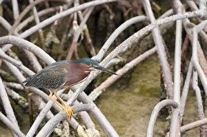 Mangrove Gallery: Green-backed Heron adult in middle of a Mangrovian forest