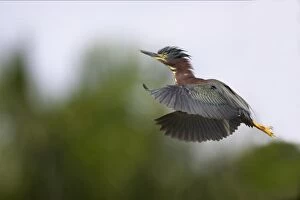 Green-backed Heron - In flight