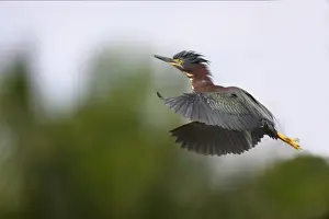 Everglades Prints: Green-backed Heron - In flight Everglades National Park, Florida, USA BI000687