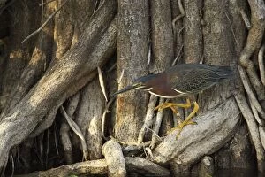 Mangrove Gallery: Green-backed Heron - on mangrove trunks