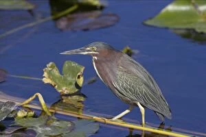 Green-backed Heron - Standing on reeds in water