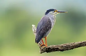 Green-backed / Striated Heron Kruger National Park, South Africa