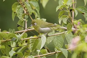 Green-backed White-eye Endemic to New Caledonia, Island of Pines and Mare Island in the Loyalty Group. On a small island off the coast of New Caledonia