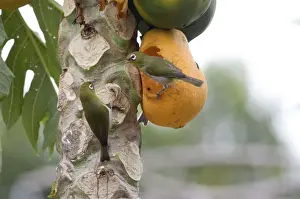 Green-backed White-eyes feeding on pawpaw Endemic to New Caledonia, Island of Pines and Mare Island in the Loyalty Group. Feeding on pawpapw on the Island of Pines (Ile des Pins)
