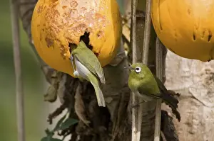 Green-backed White-eyes feeding on pawpaw Endemic to New Caledonia, Island of Pines and Mare Island in the Loyalty Group. Feeding on pawpapw on the Island of Pines (Ile des Pins)