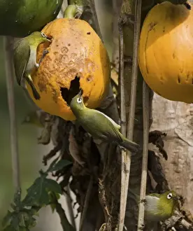 Green-backed White-eyes feeding on pawpaw Endemic to New Caledonia, Island of Pines and Mare Island in the Loyalty Group. Feeding on pawpapw on the Island of Pines (Ile des Pins)