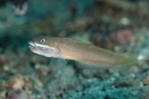Images Dated 3rd November 2014: Green-band Sleeper-Goby Kareko Point dive site
