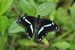 Green-banded Swallowtail Butterfly
