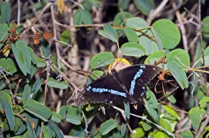 Swallowtail Prints: Green-banded Swallowtail Butterfly - well-worn adult resting on Pride-of-the-Cape (Bauhinia galpinii)