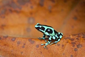 Images Dated 26th July 2012: Green and Black Poison Dart Frog / Green and Black