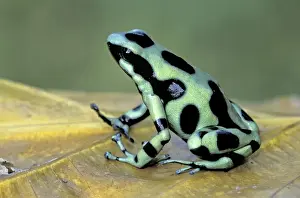 Green and Black Poison Frog - Cahuita National Park - Costa Rica